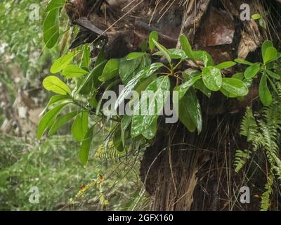 Tree covered with bromeliad found in the Amazon jungle. Bromeliads are plants that are adapted to different climates. Amazonia. Brazil, South America. Stock Photo