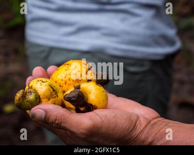 Cashew nuts in the hand- Amazon rainforest - anacardium, are a genus of flowering plants in the family Anacardiaceae, native to tropical regions of th Stock Photo