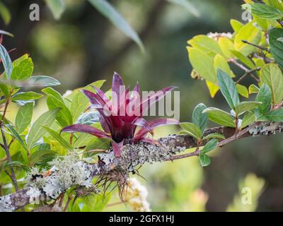 Branches of trees covered with red bromeliad and lichen found in Bogota on the Monserrate Hill. Bromeliads are plants that are adapted to different cl Stock Photo