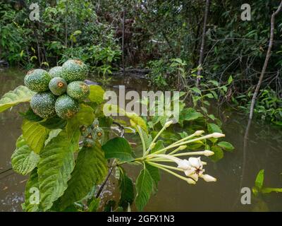 Genipa americana is a species of trees in the family Rubiaceae. Native to the tropical forests. Other names; Colombia: jagua, caruto, huito; Brazil: j Stock Photo