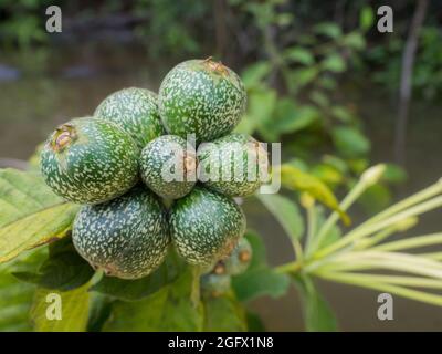 Genipa americana is a species of trees in the family Rubiaceae. Native to the tropical forests. Other names; Colombia: jagua, caruto, huito; Brazil: j Stock Photo