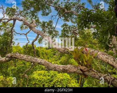 Fabulous rainforest of Amazon. Tree covered with bromeliad found in the Amazon jungle. Bromeliads are plants that are adapted to different climates. A Stock Photo