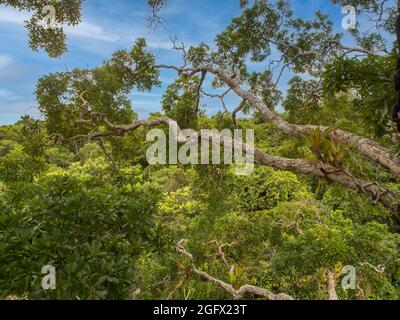 Fabulous rainforest of Amazon. Tree covered with bromeliad found in the Amazon jungle. Bromeliads are plants that are adapted to different climates. A Stock Photo