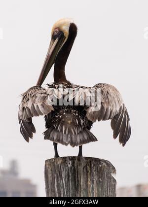 A brown pelican (pelecanus occidentalis) preening itself on a wooden post in the bay.
