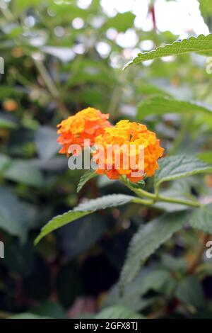 Bright orange Lantana flowers in a garden in France Stock Photo