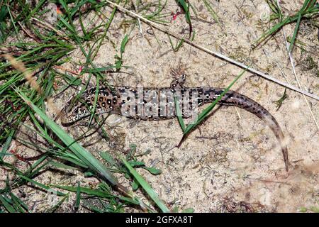 Sand Lizard, Lacerta agilis, basking on the sand of a Nature Reserve near Haltern, Germany Stock Photo