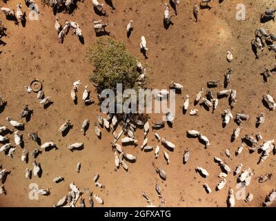 aerial view of gazing cows in a field, Brazilian landscape Stock Photo