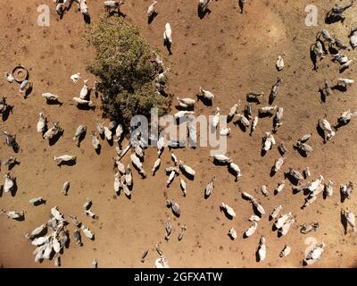 aerial view of gazing cows in a field, Brazilian landscape Stock Photo
