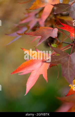 Autumn leaves on Japanese maple Acer palmatum tree branch Stock Photo