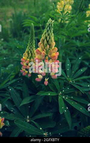 Lupins rose colored in the early morning, dew on the leaves, isolated Stock Photo