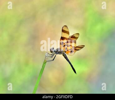 Halloween Pennant dragonfly (Celithemis eponina) on a reed in Houston, TX against a pastel nature background. Stock Photo
