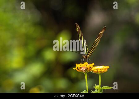 Zebra Longwing Butterfly Stock Photo