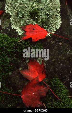Red Maple leaves lying among the moss and rocks on the forest floor. Stock Photo