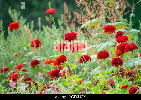 Late summer garden flower bed Red Zinnias Stock Photo