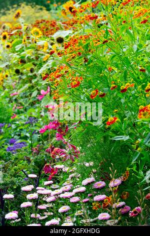 Mixed flower bed Garden Colorful Helenium China Aster Mix Colourful Blooming Border Flowers Mid summer Flowerbed August Helens flower Growing Stock Photo