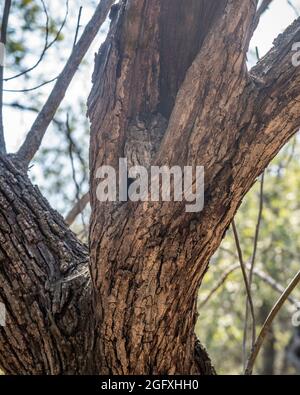 A Western Screech Owl (Megascops kennicottii) rests in the nook of a dead tree, Franklin Canyon, Beverly Hills, CA. Stock Photo