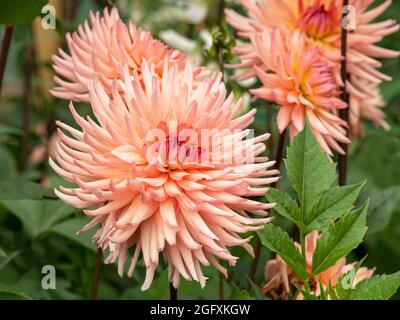Beautiful semi cactus Dahlia flowers, variety Surprise Stock Photo