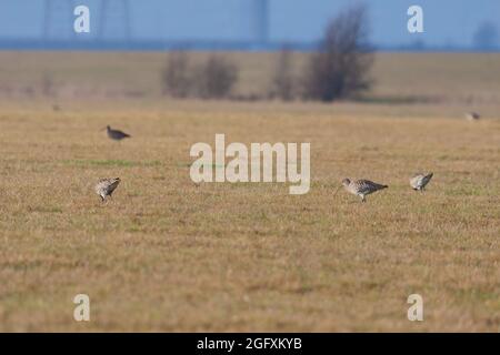 Eurasian Curlew (Numenius arquata) looking for food in a filed near Elmley Marshes Stock Photo