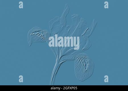 Digitally embossed image of a Iris reticulata Stock Photo