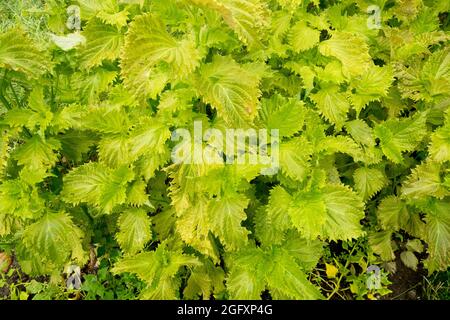 Perilla frutescens garden herb Shiso, Chinese Basil, Beefsteak Plant leafy vegetables Stock Photo