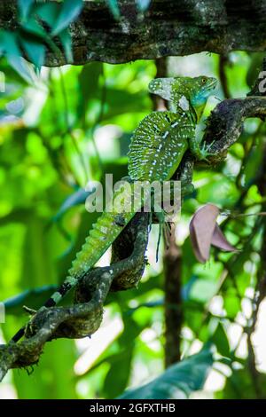 Plumed basilisk Basiliscus plumifrons , also called a green basilisk in a forest near La Fortuna, Costa Rica