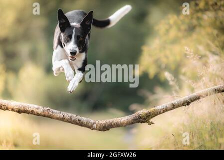 Collie dog jumping over tree branch in woods Stock Photo