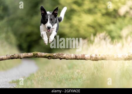 Collie dog jumping over tree branch in woods Stock Photo