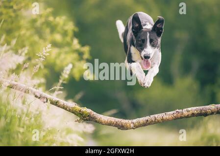 Collie dog jumping over tree branch in woods Stock Photo