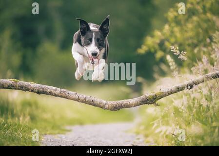 Collie dog jumping over tree branch in woods Stock Photo