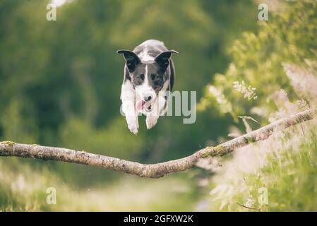 Collie dog jumping over tree branch in woods Stock Photo