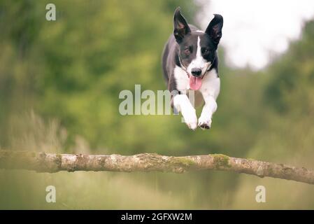 Collie dog jumping over tree branch in woods Stock Photo