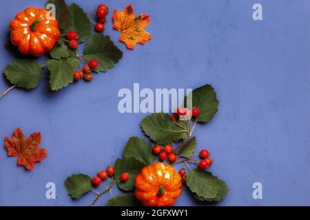 Autumn composition of pumpkins, berries and leaves on a purple background. Thanksgiving Halloween flat lay copy space. Stock Photo