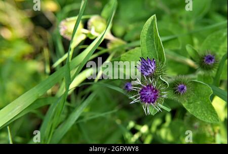 Close-up of the pink and purple flowers on a lesser burdock plant  growing on the edge of a marsh. Stock Photo