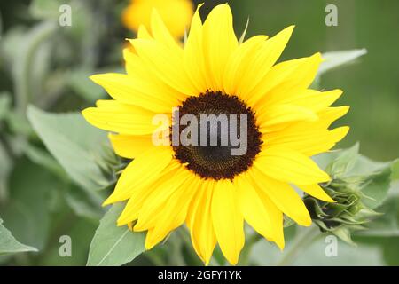 Giant Yellow Sunflower Helianthus annus ' Russian Giant' Stock Photo