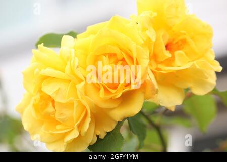 Yellow blooms of Floribunda Rose ' Arthur Bell ' Stock Photo
