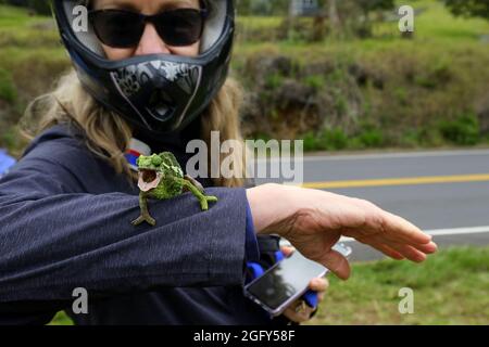 A female Jackson's (Kikuyu Three-horned) Chameleon on Maui Stock Photo