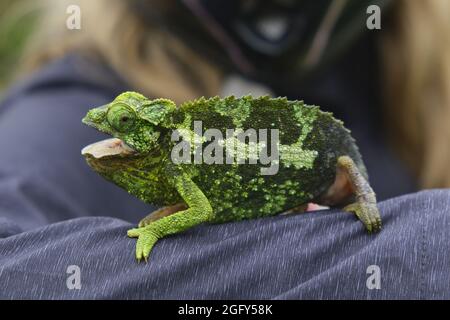 A female Jackson's (Kikuyu Three-horned) Chameleon on Maui Stock Photo