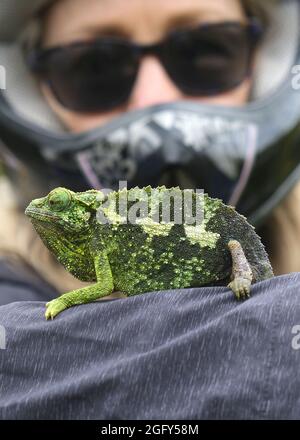 A female Jackson's (Kikuyu Three-horned) Chameleon on Maui Stock Photo