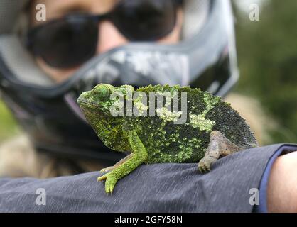 A female Jackson's (Kikuyu Three-horned) Chameleon on Maui Stock Photo