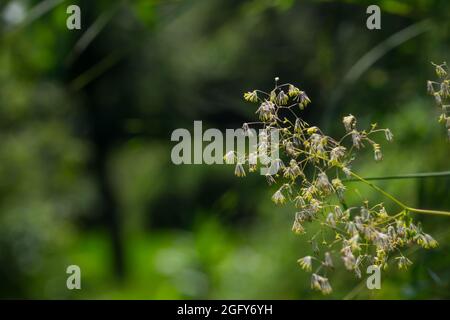 Selective closeup of lesser meadow-rue (Thalictrum minus) plant in greenery Stock Photo