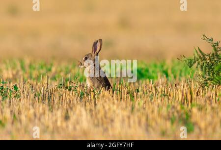 Rabbit in freshly cut Barely stubble. Stock Photo