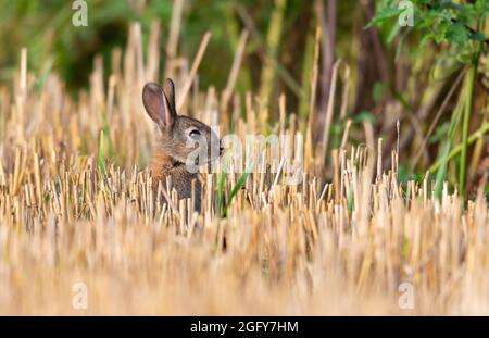 Rabbit in freshly cut Barely stubble. Stock Photo