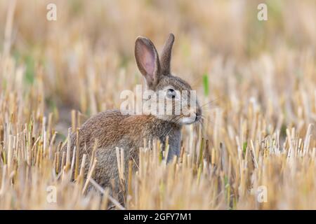 Rabbit in freshly cut Barely stubble. Stock Photo