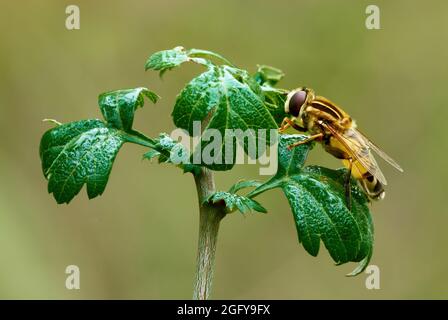 Large Tiger Hoverfly close Up. Sitting motionless on a leaf with water drops after rain. Blurred background with copy space. Helophilus trivittatus. Stock Photo