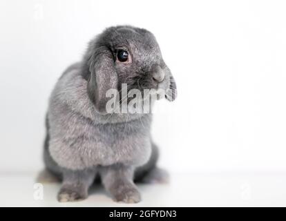 A cute gray Lop rabbit sitting on a white background Stock Photo