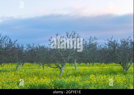 Blooming field mustard at the walnut farm in Gilroy, California, United States, in early spring morning. Stock Photo