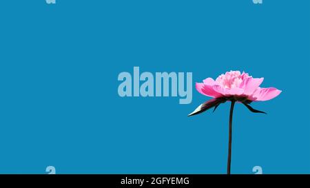 Pink beautiful delicate peony on a blue background. Space for text Stock Photo