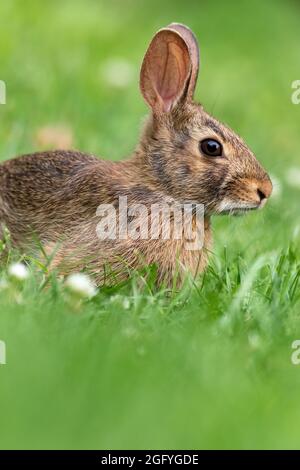 Young Eastern Cottontail Rabbit (Sylvilagus floridanus) closeup in grass soft light Stock Photo