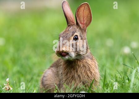 Young Eastern Cottontail Rabbit (Sylvilagus floridanus) closeup in grass soft light Stock Photo