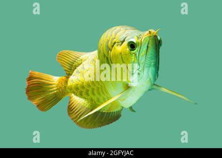 blue malayan arowana